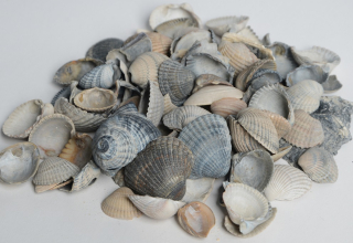Schone schelpen
